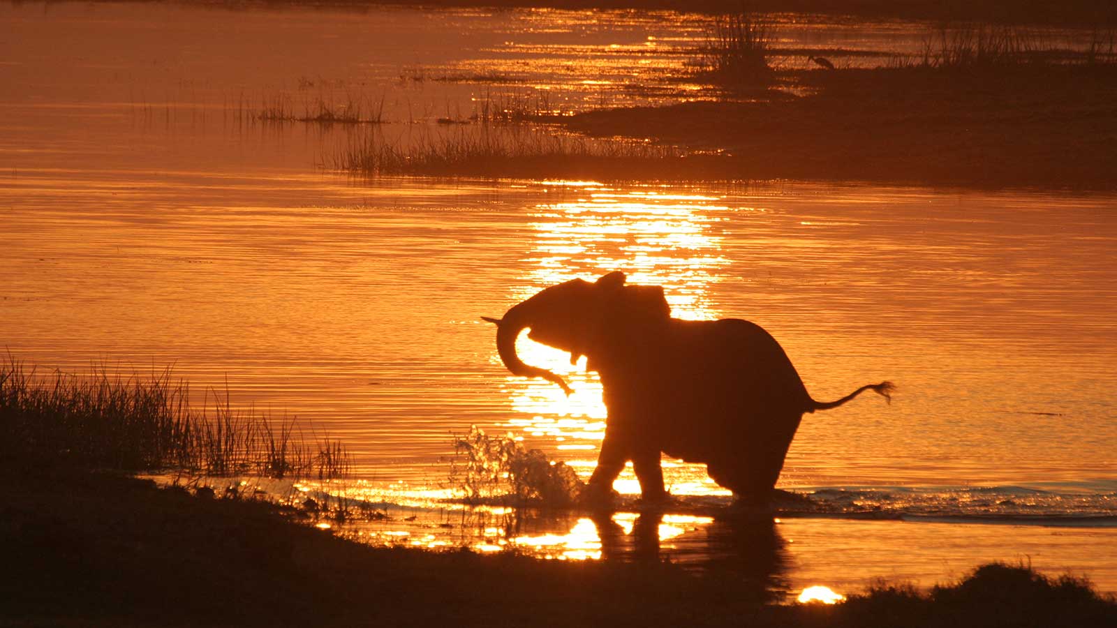 10 Extraordinary Days in Botswana