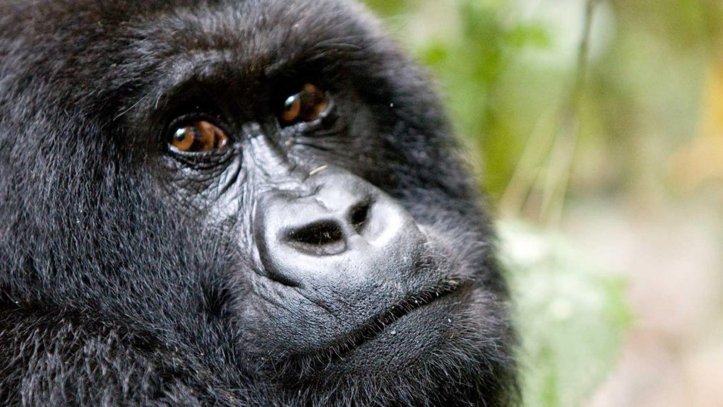 Three different ways to visit Africa
