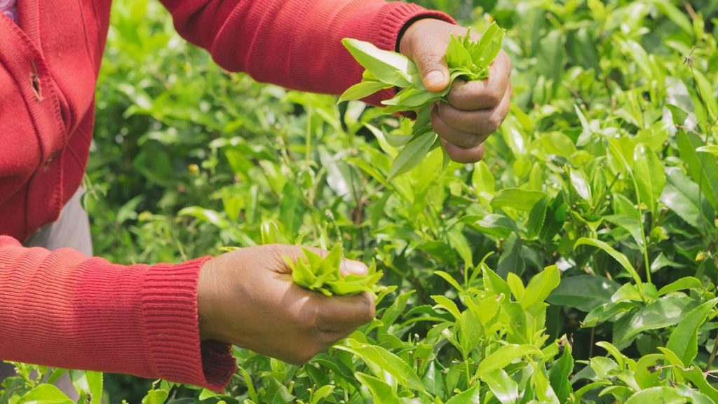Travelling by train to Sri Lanka's tea country