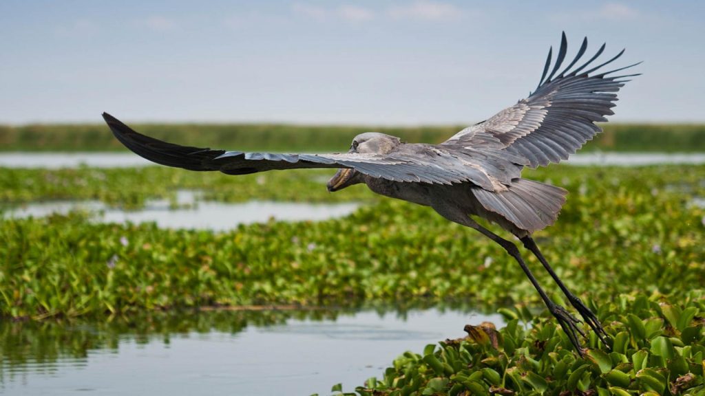 Inspiring Wildlife Experiences in Uganda