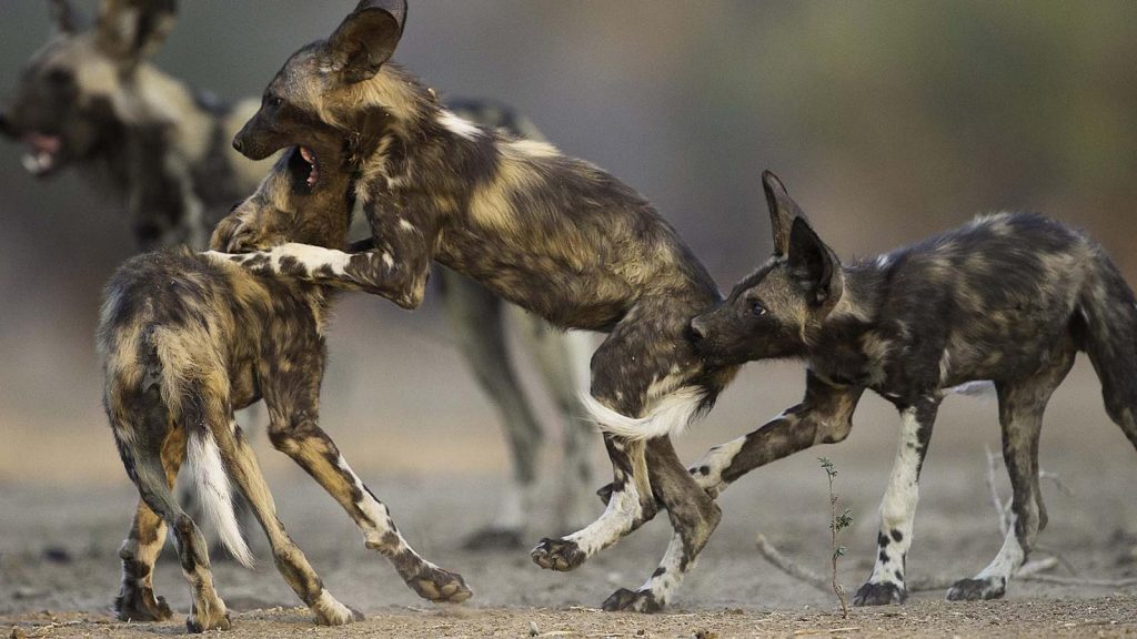 Tracking wild dogs in Mana Pools, Zimbabwe