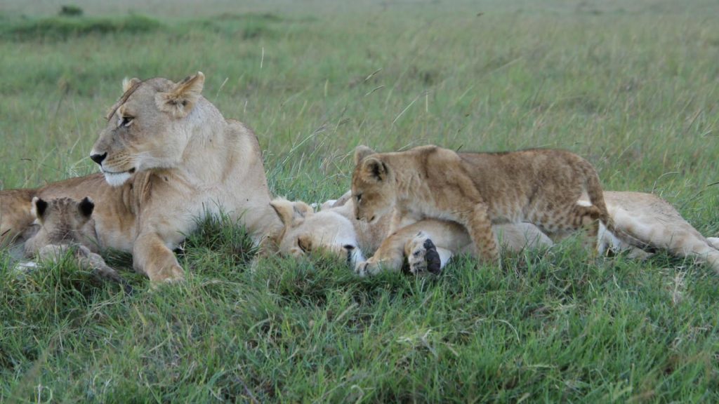 My Experience At Tangulia Mara, Kenya