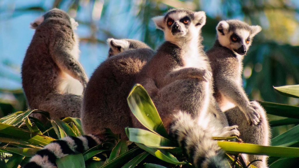 lemurs in madagascar