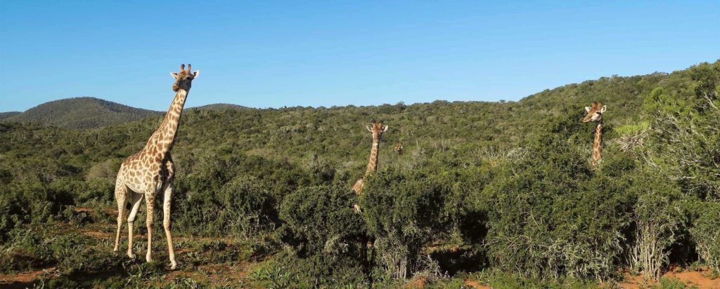 Kariega Game Reserve, South Africa