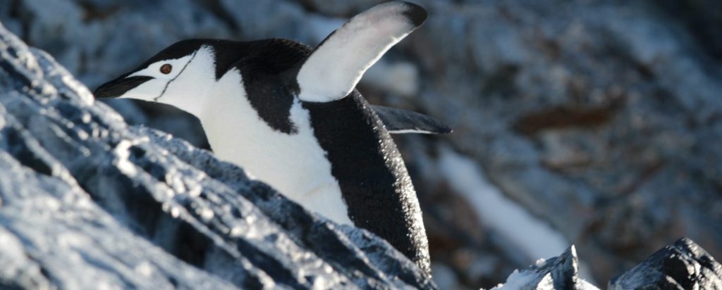 The white continent: when to visit and why