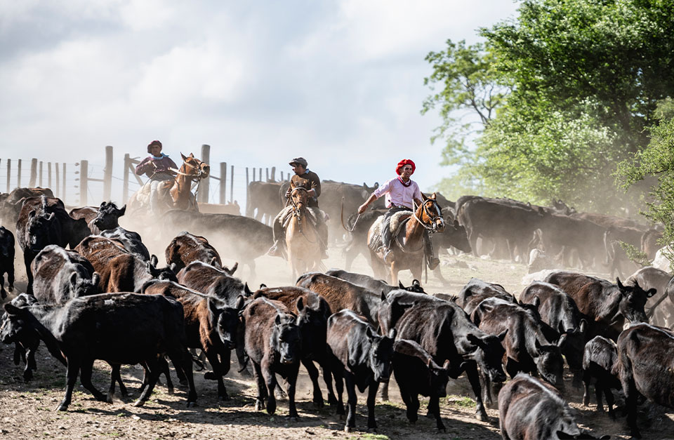 Gaucho experience in Los Potreros