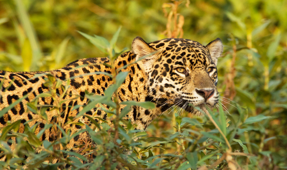 Iberá - jagouar