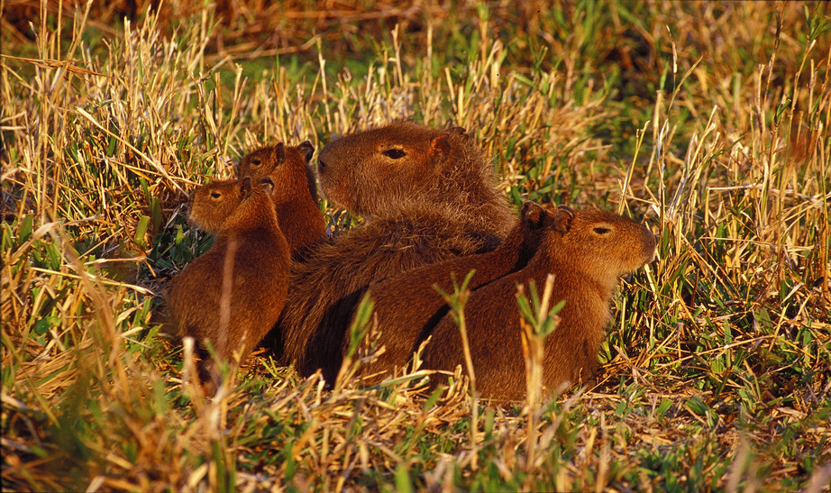 Ibera wetlands - Carpincho