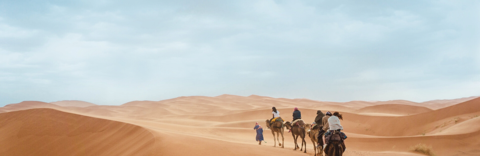 camels in Morocco