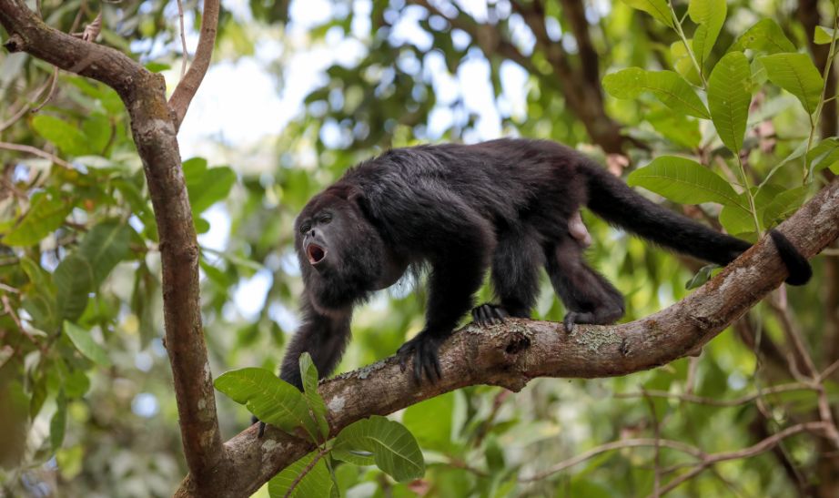 Animal Belize