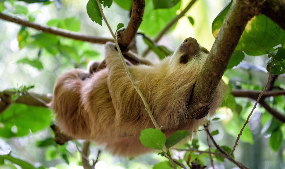 Sloth Costa Rica