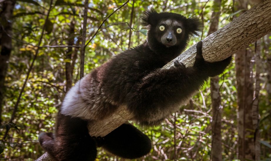Animal in Madagascar