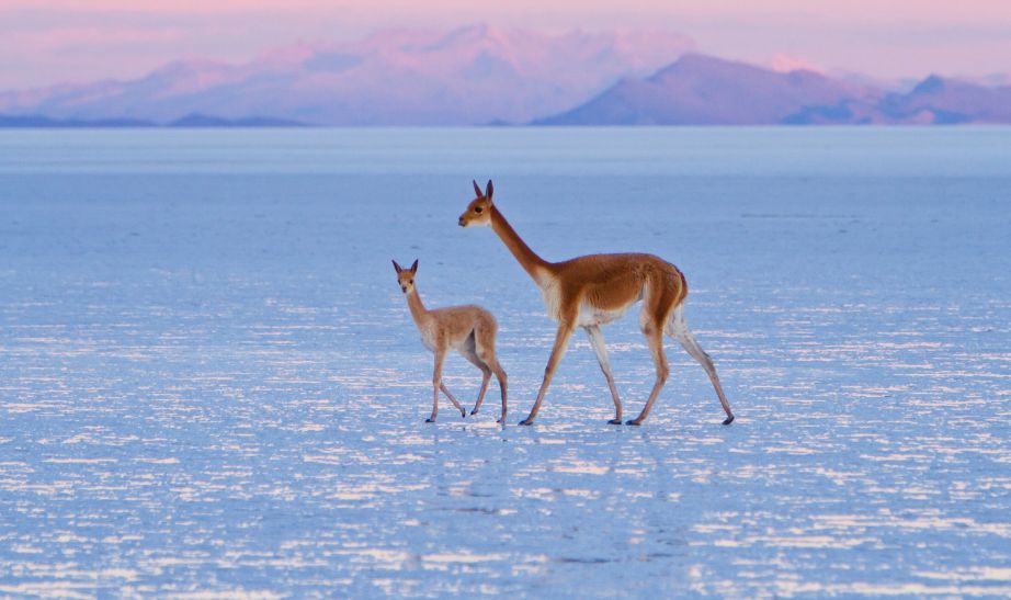 Animals Bolivia