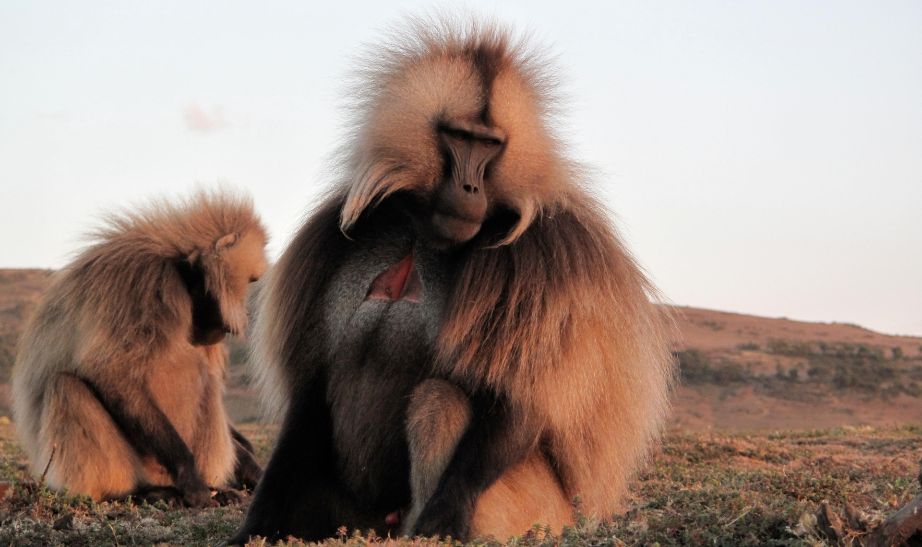 the Gelada Baboons in the Simien mountains
