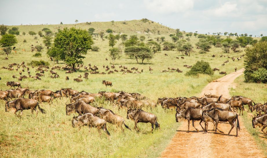 Animals in Tanzania