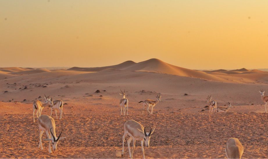 Animals in desert UAE