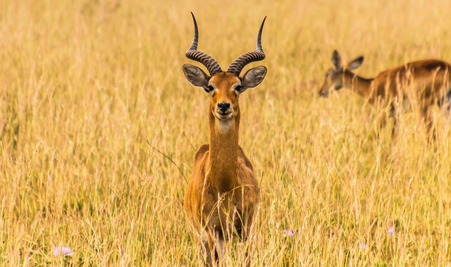Antelope Uganda