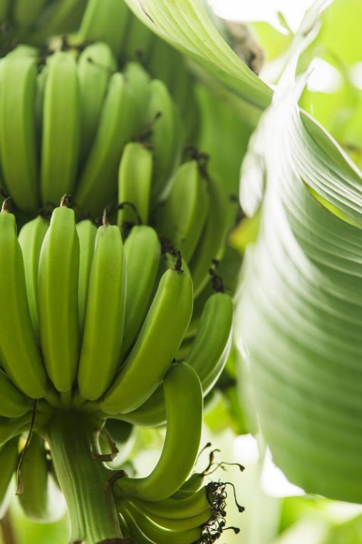 Banana plantation turks and caicos