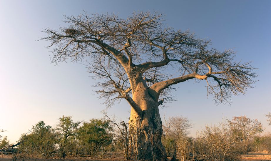 Baobab Lower Zambezi National Park Zimbabwe