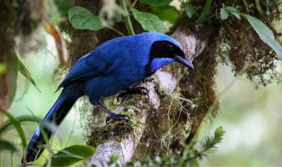 Bird Ecuador