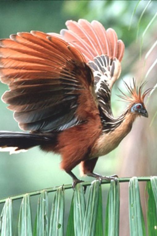 Hoatzin Guyana
