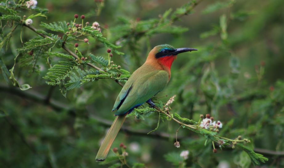 Bird Uganda