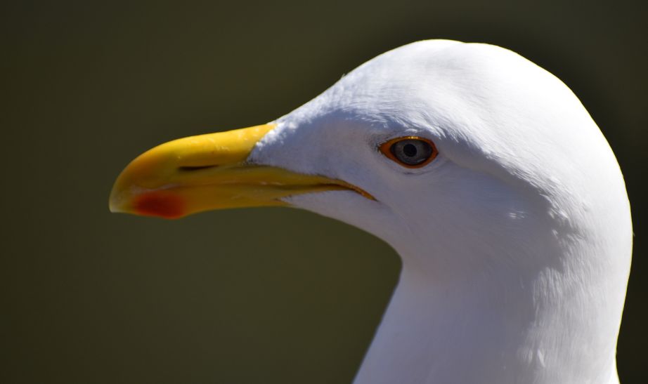 Bird Uruguay