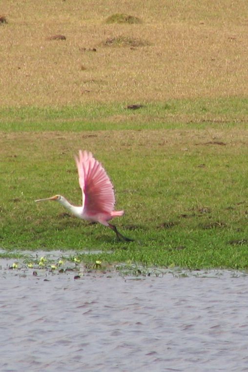 Bird by lake Uruguay