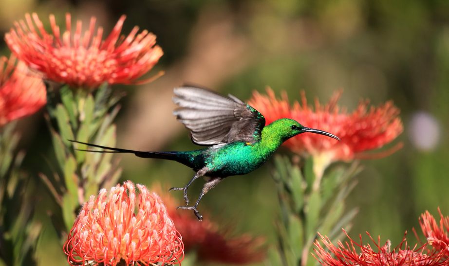 Birdlife South Africa