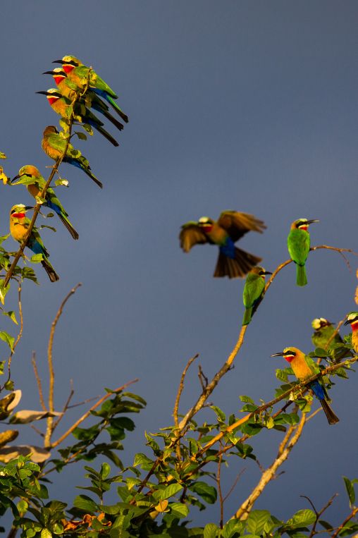 Birds Zambia