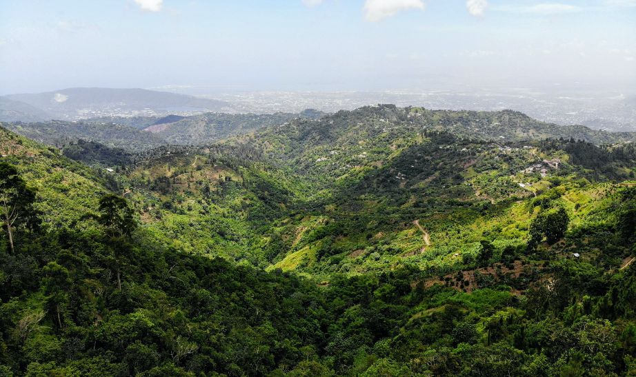 Blue Mountain Jamaica