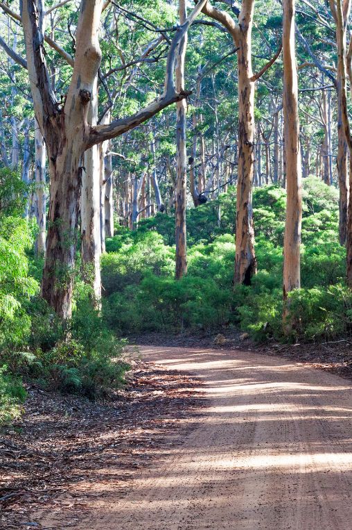 Borranup forest Marg River WA