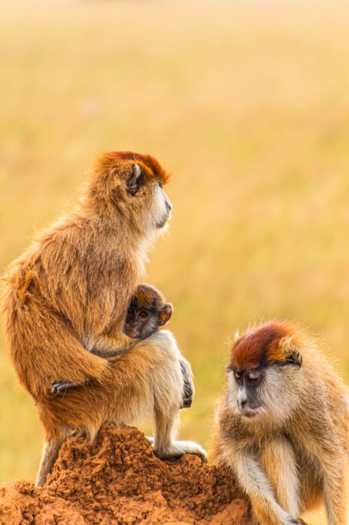 Brown monkeys Uganda