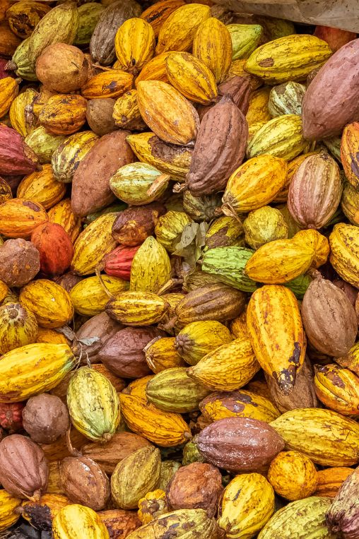 Cacao pods in Sao Tome and Principe