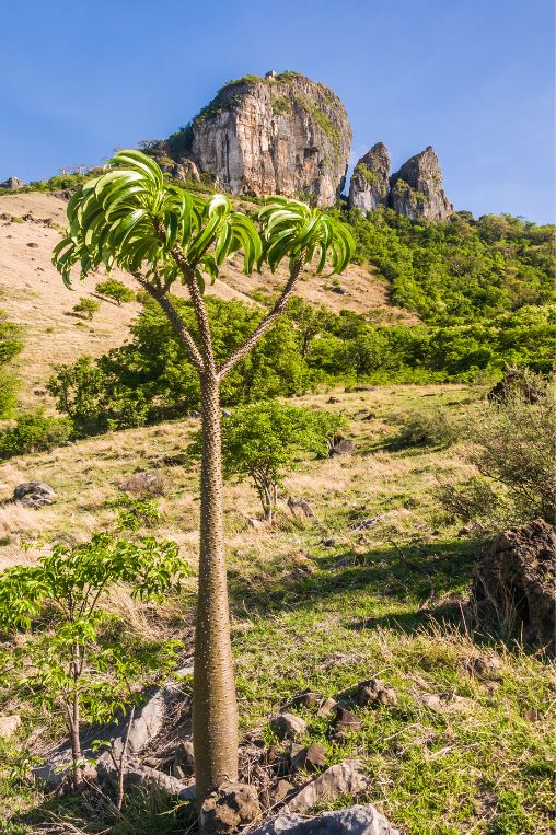 Cactus tree Madagascar