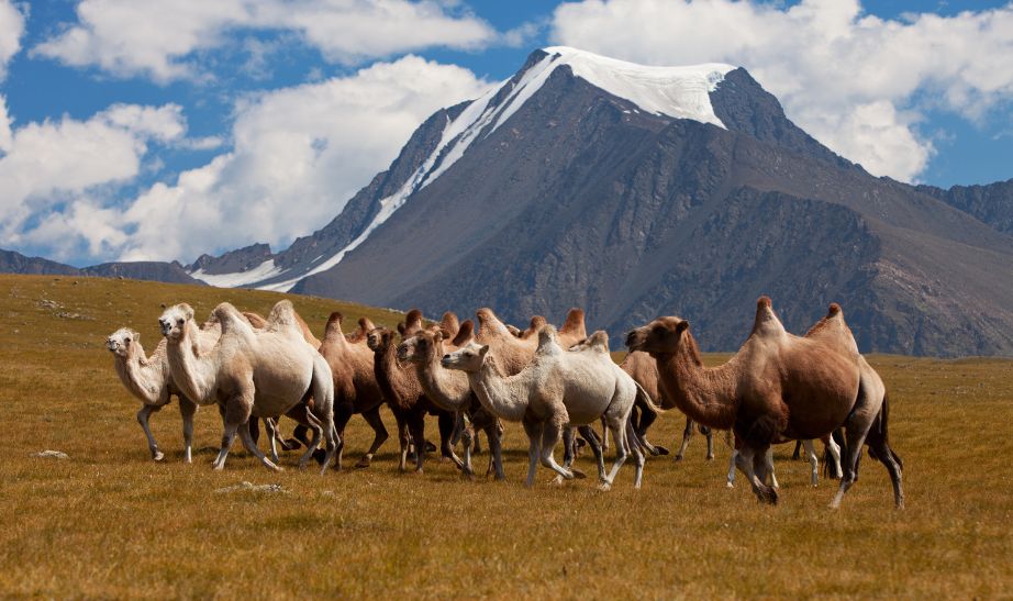 Camels Altai Mongolia