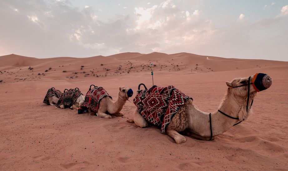 Camels Dubai desert UAE