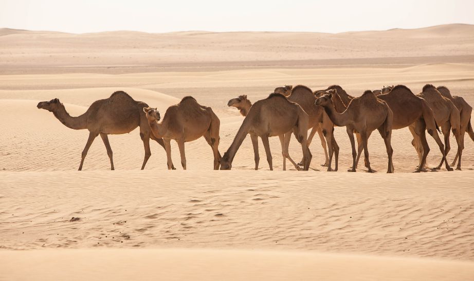 Camels in Oman