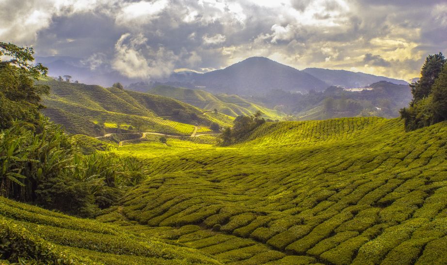 Cameron Highlands Malaysia