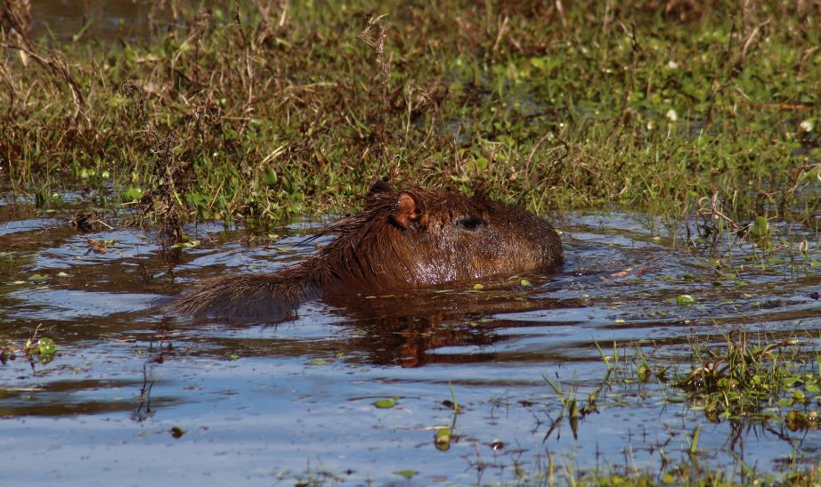 Capybara Rocha Uruguay
