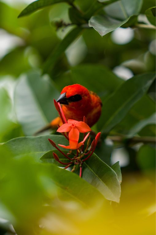 Chandu bird Seychelles