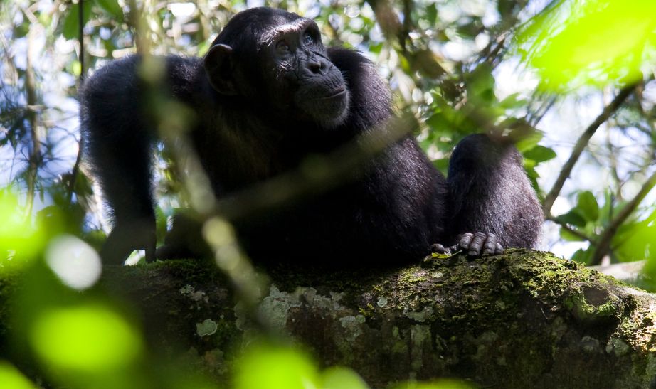 Chimpanzee Uganda