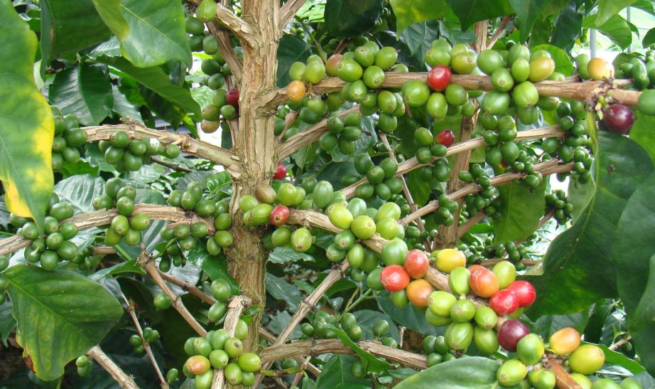 Coffee plant Colombia