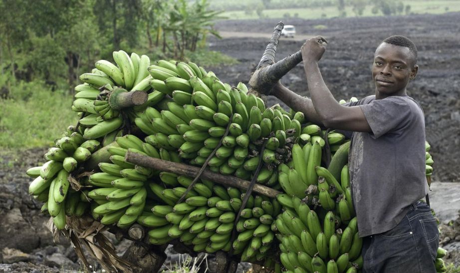 Congo bananas