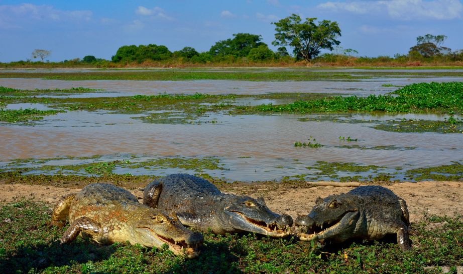 Crocodiles Colombia
