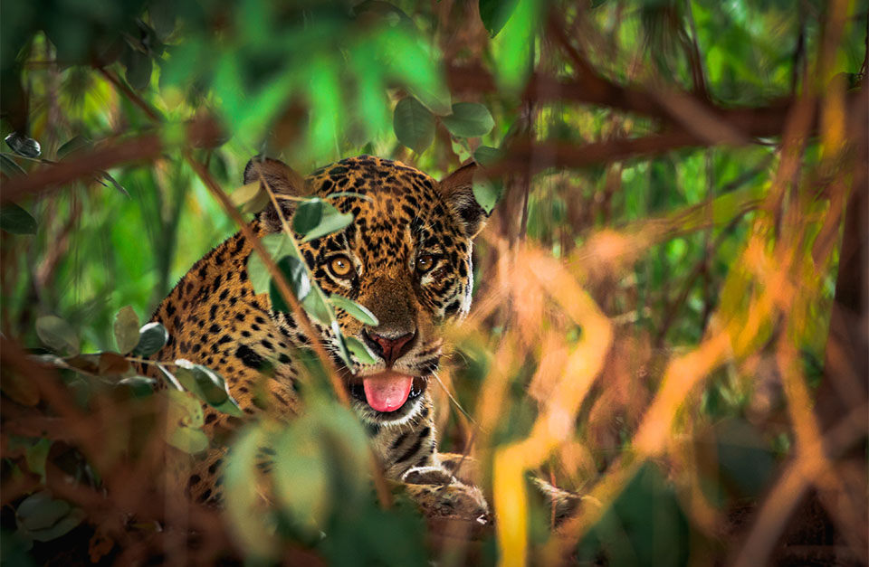 Jaguar, Pantanal