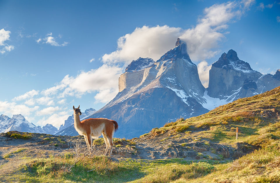 Lama in Torres del Paine