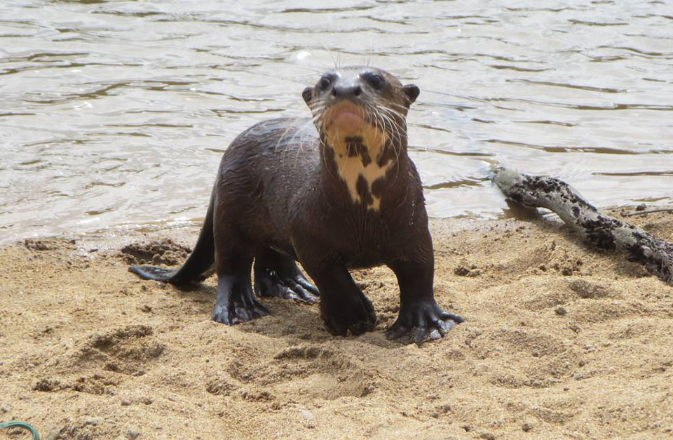Giant River Otters in Diane McTuck