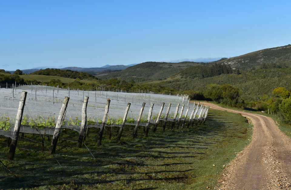 vineyards Uruguay