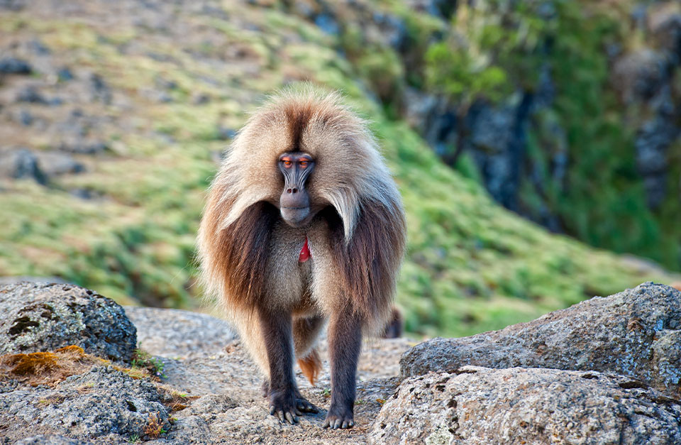 the Gelada Baboons in the Simien mountains
